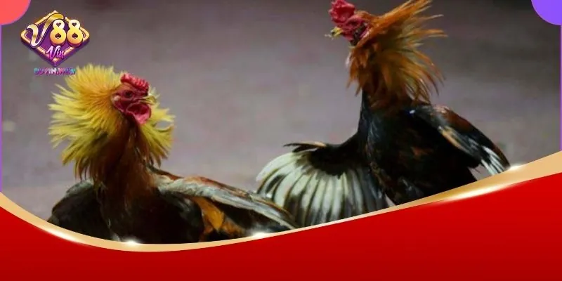 Sơ lược về đá gà C1 88Vin