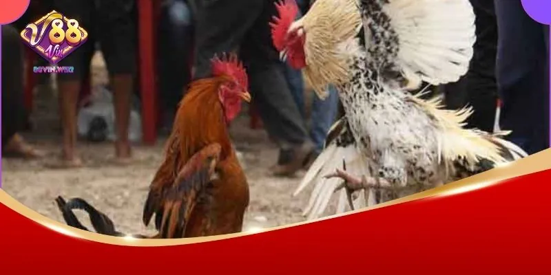 Mẹo cược đá gà C1 chuẩn cao thủ