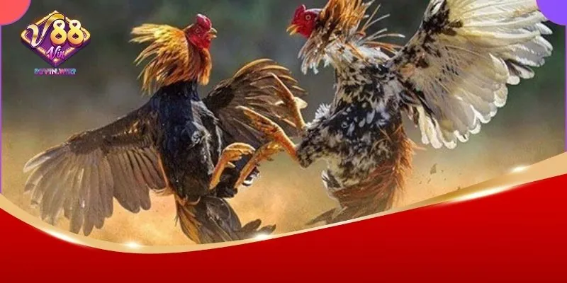 Giới thiệu đá gà Thomo 88Vin