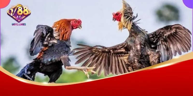 Tham gia cá cược đá gà ngay tại 88Vin