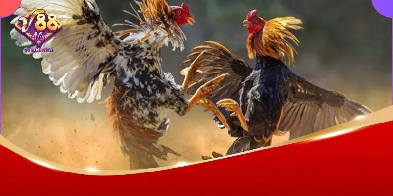 Khám phá luật đá gà miền Bắc 88Vin